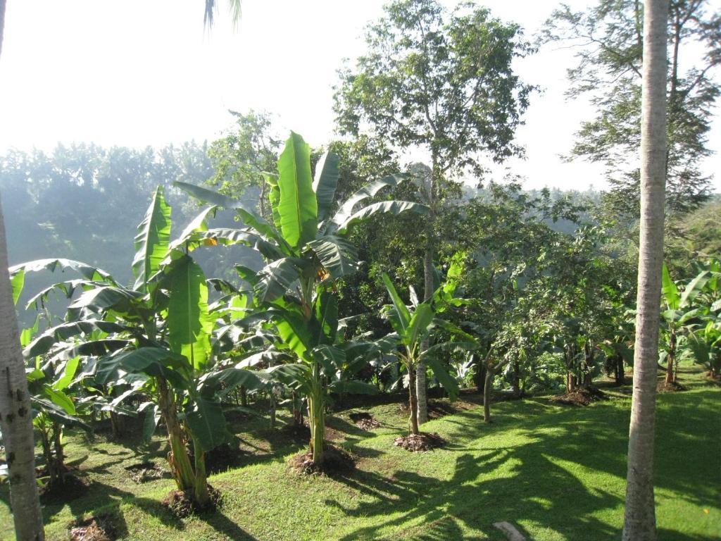 Sanggingan Villa Ubud Quarto foto